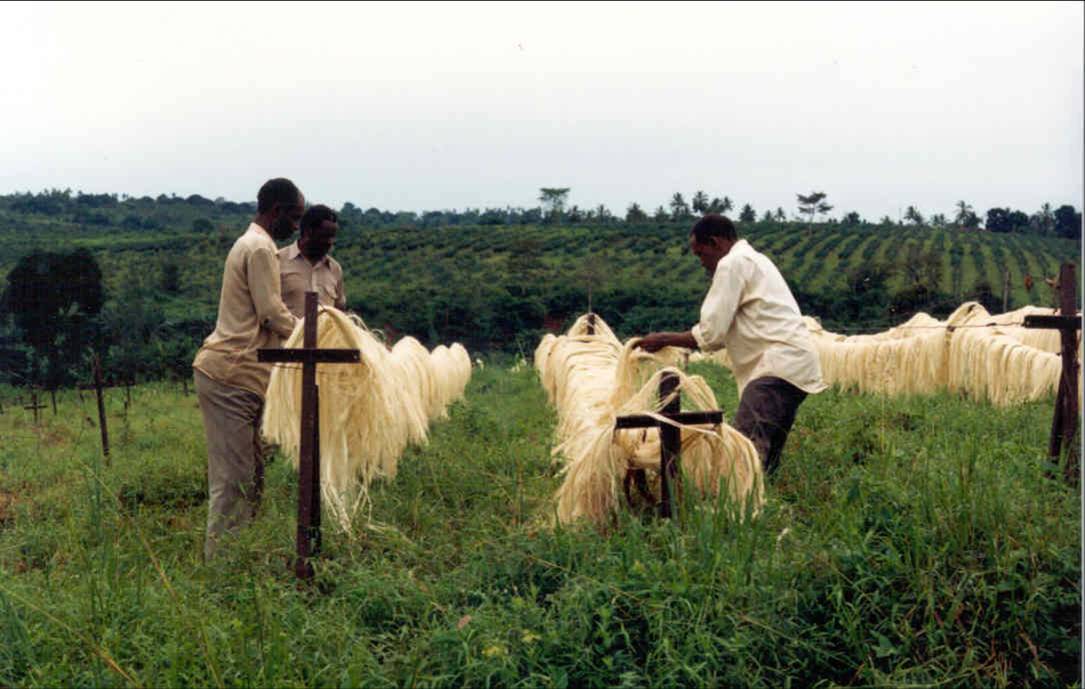 10 den rensede fiber tørres